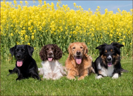 H-322 Hermosos Perros